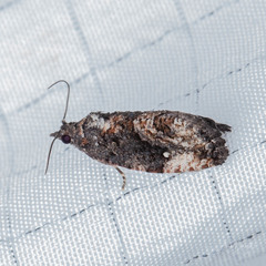 Gymnandrosoma punctidiscanum