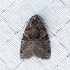 Pseudeustrotia indeterminata