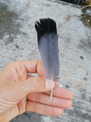 Columba livia domestica