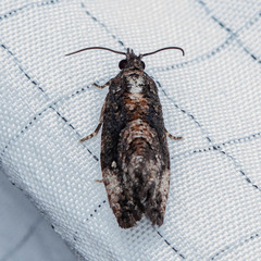 Gymnandrosoma punctidiscanum