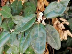 Elaeagnus × ebbingei