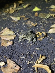 Bufo bufo