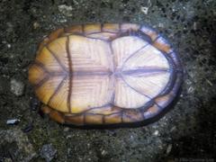 Kinosternon creaseri