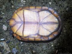 Kinosternon creaseri