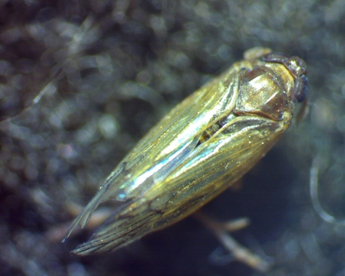 Pareuidella weedi