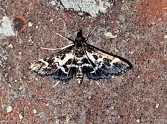 Diasemiodes janassialis
