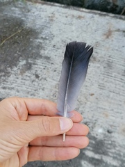 Columba livia domestica