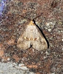 Hyperstrotia flaviguttata