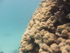 Callyspongia crassa