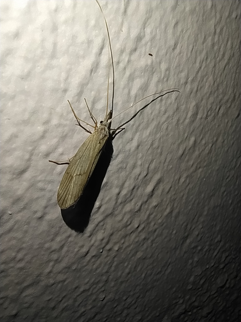 Odontocerum hellenicum