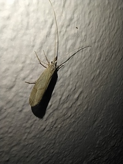 Odontocerum hellenicum