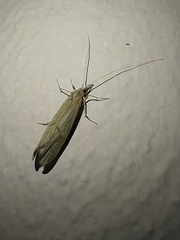 Odontocerum hellenicum