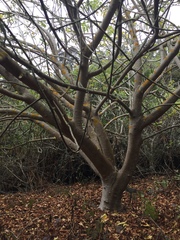 Aesculus californica