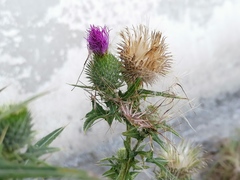 Cirsium vulgare