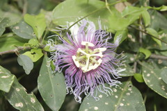 Passiflora serratifolia