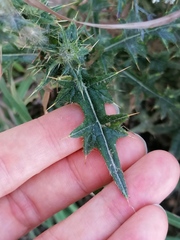 Cirsium vulgare