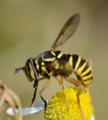 Spilomyia
