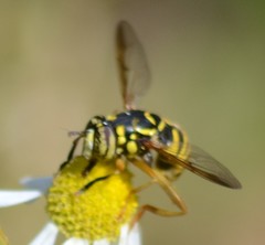 Spilomyia