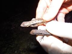Sceloporus chrysostictus