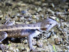 Sceloporus chrysostictus