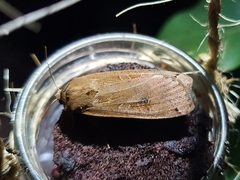 Noctua pronuba