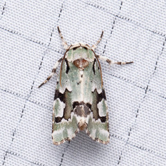 Emarginea percara