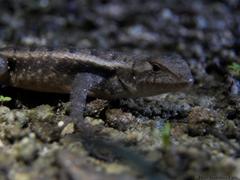 Sceloporus chrysostictus