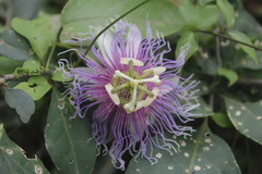 Passiflora serratifolia