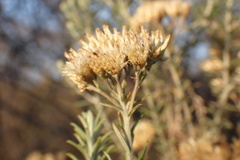 Helichrysum kraussii