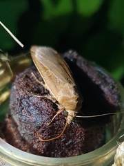 Noctua pronuba