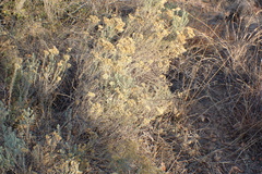 Helichrysum kraussii