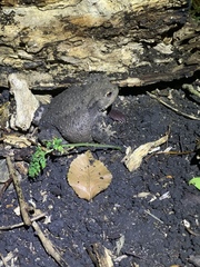 Bufo bufo