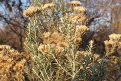 Helichrysum kraussii