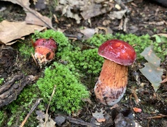 Exsudoporus
