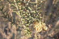 Helichrysum kraussii