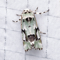Emarginea percara