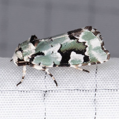 Emarginea percara