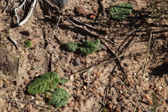 Othonna heterophylla