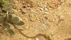 Salvadora lemniscata