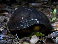 Kinosternon creaseri