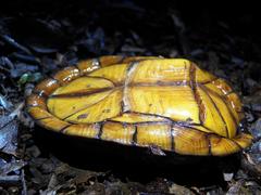 Kinosternon creaseri