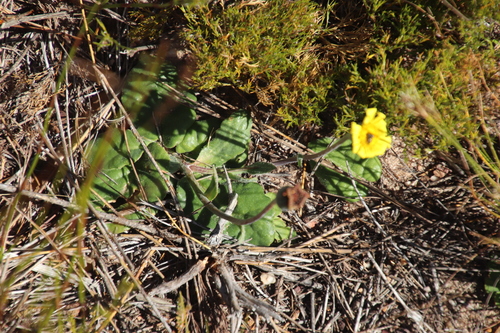 Image of Othonna heterophylla by (c) Tony Rebelo, some rights reserved (CC BY-SA)