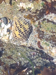Acanthinucella punctulata image
