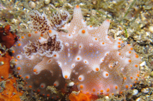 Halgerda batangas Carlson & Hoff, 2000