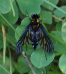 Chrysopilus thoracicus