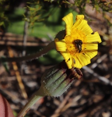 Othonna heterophylla