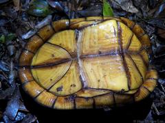 Kinosternon creaseri