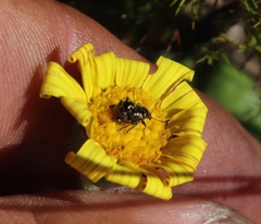 Othonna heterophylla