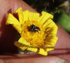 Othonna heterophylla
