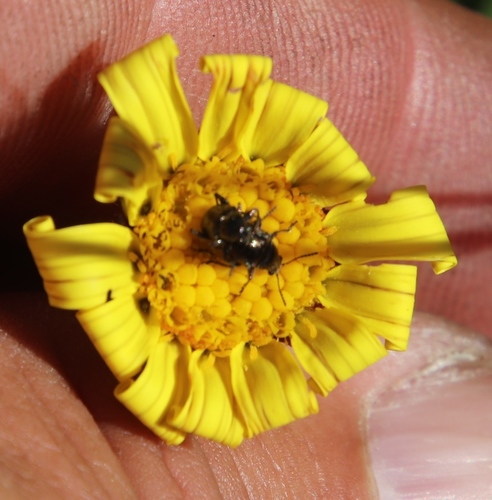 Image of Othonna heterophylla by (c) Tony Rebelo, some rights reserved (CC BY-SA)